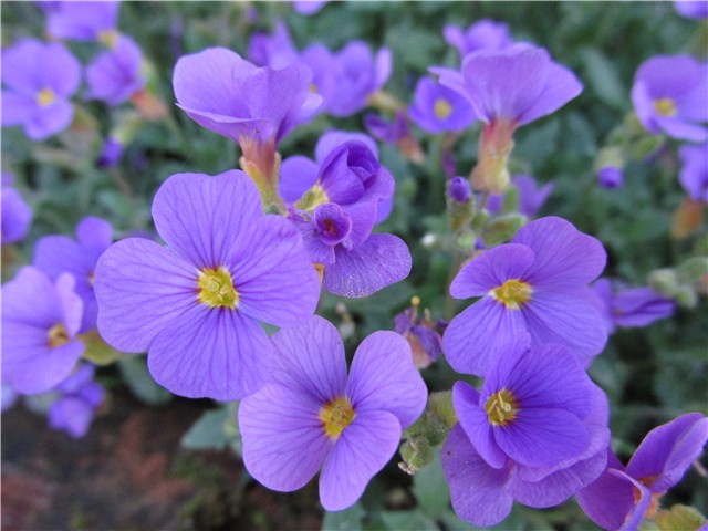 auberata